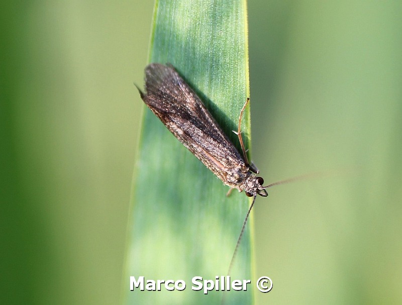 Hydropsyche sp. milanese